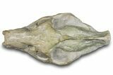 Fossil Oreodont (Merycoidodon) Skull - South Dakota #285132-7
